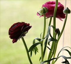 Meine Lieblingsblumen