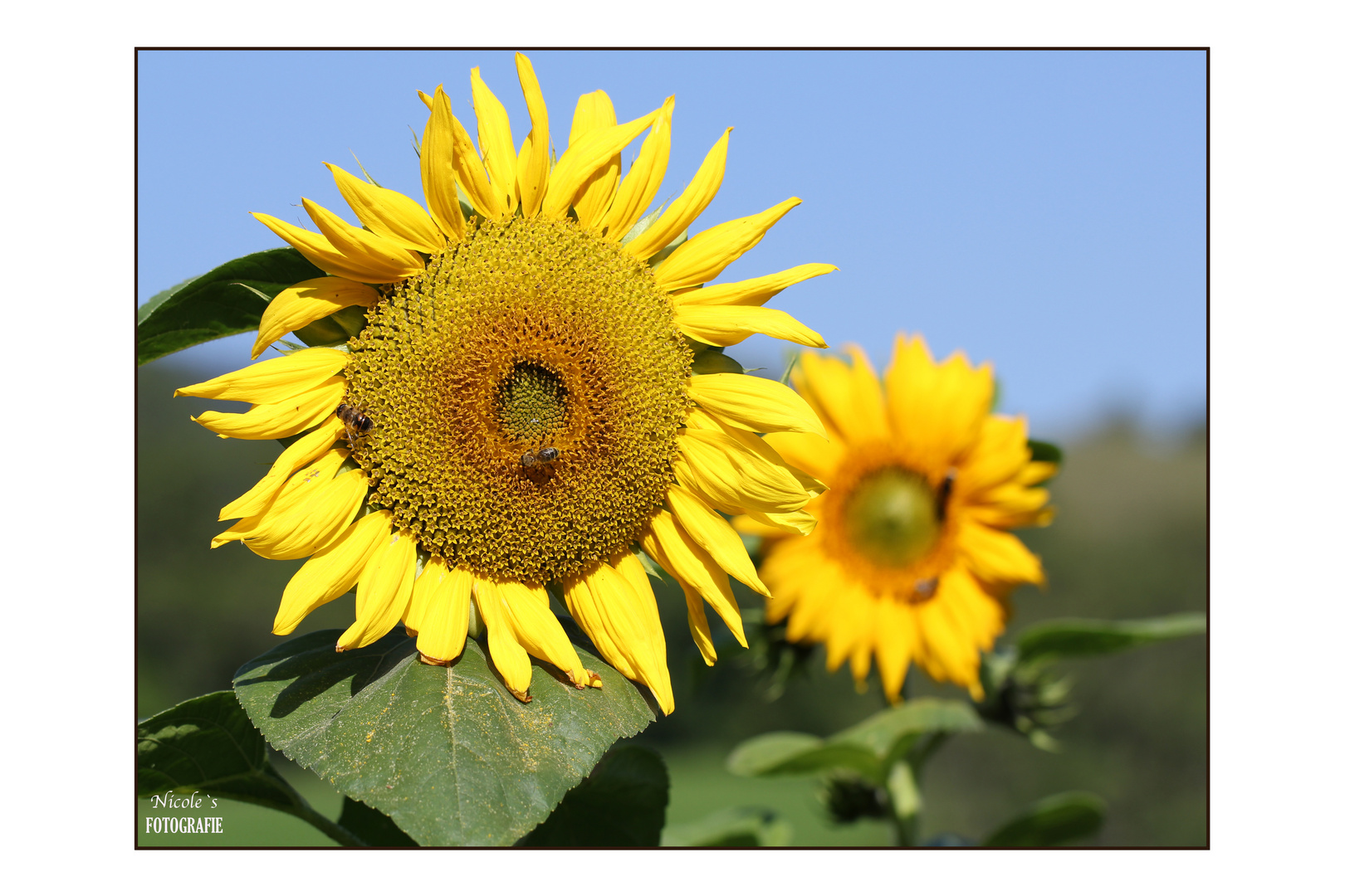 Meine Lieblingsblumen