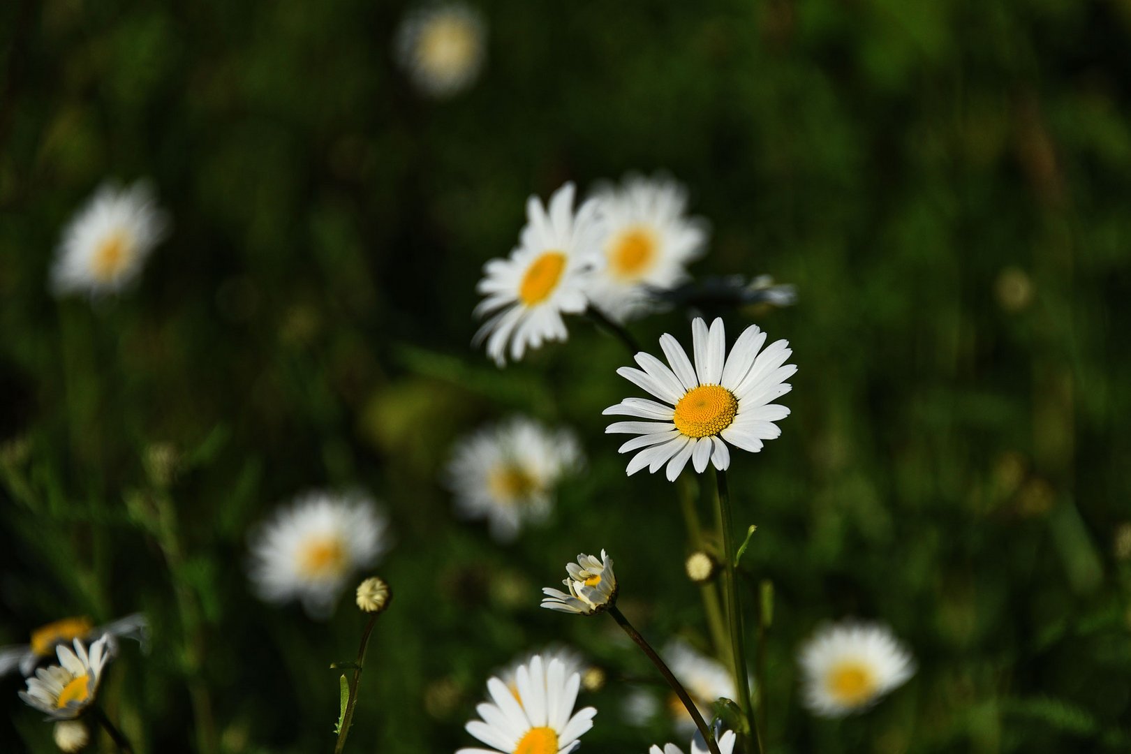 meine Lieblingsblumen