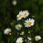 meine Lieblingsblumen