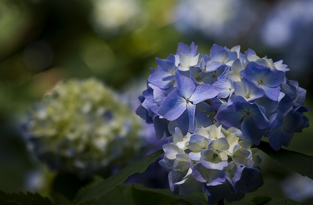 meine Lieblingsblumen