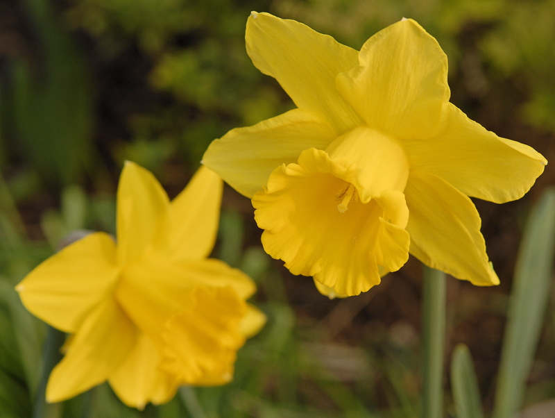 Meine Lieblingsblumen