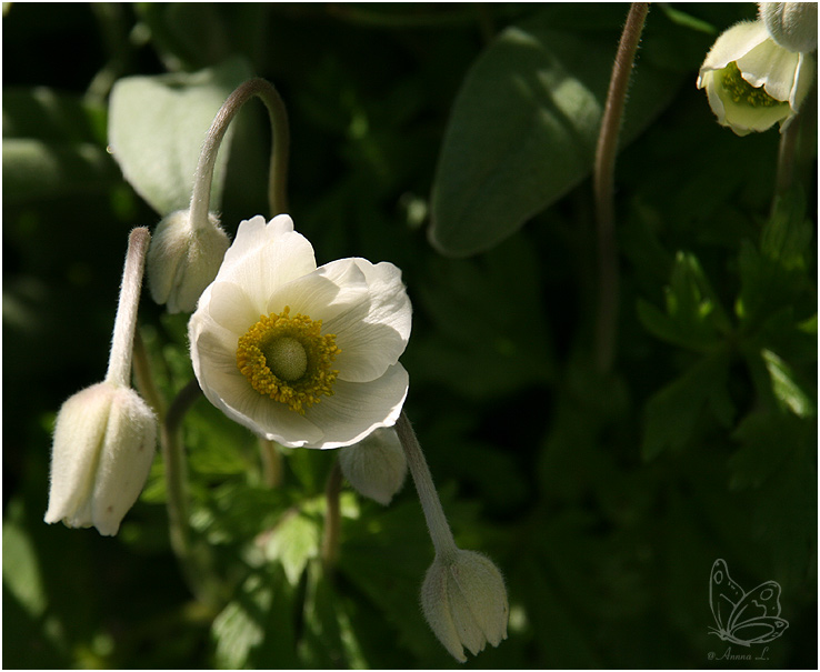 Meine Lieblingsblumen