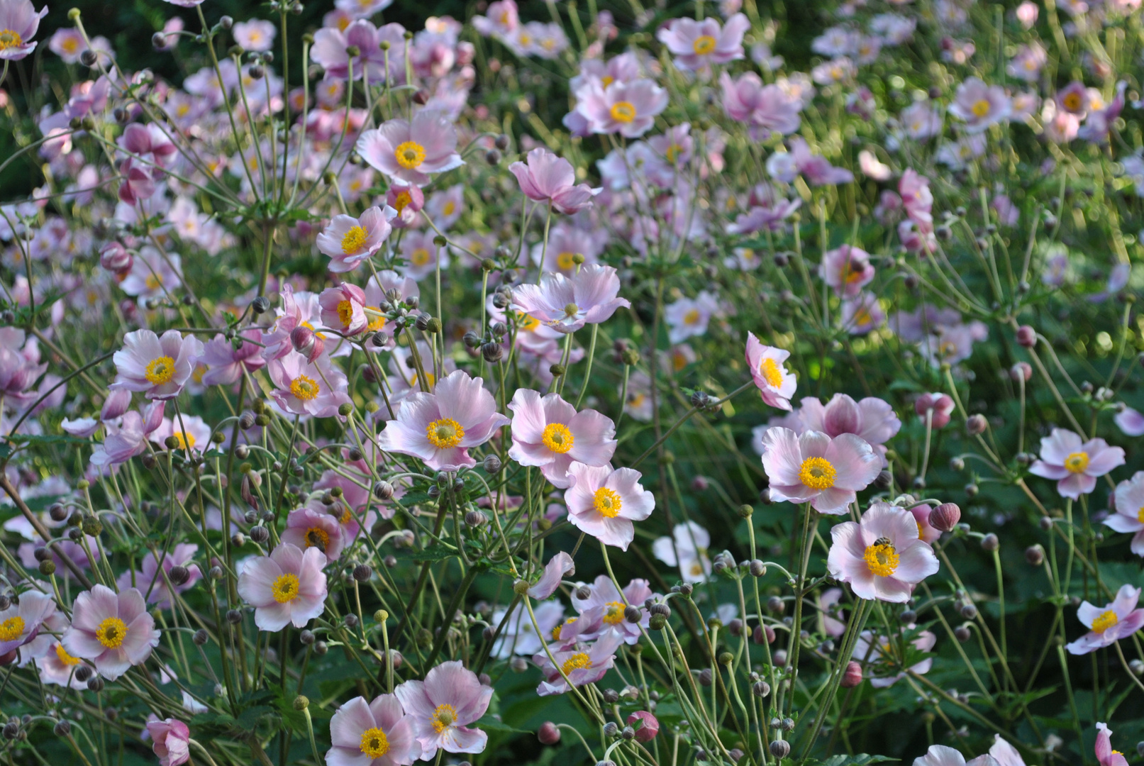 Meine Lieblingsblumen