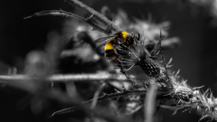 ....meine Lieblingsbrummer 