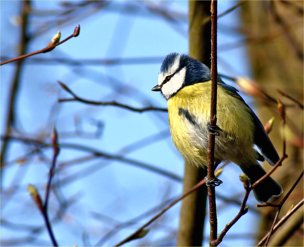 Meine Lieblingsfarbe ist blau