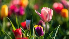 *** Meine Lieblingsfarbe ist bunt *** 