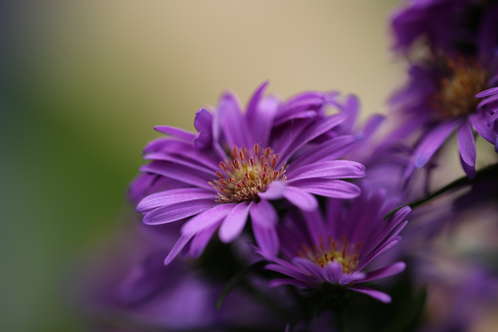 meine Lieblingsherbstblumen