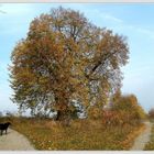 Meine Lieblingslinde im herbstlichen Gewand .