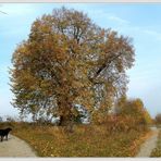 Meine Lieblingslinde im herbstlichen Gewand .