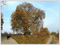 Meine Lieblingslinde im herbstlichen Gewand .