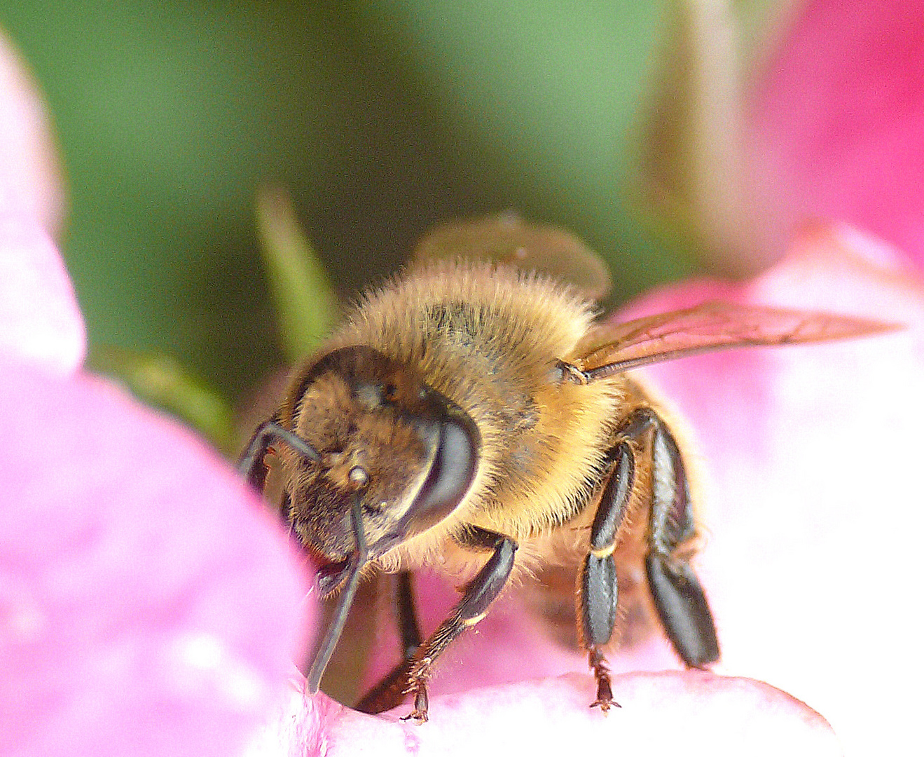 Meine Lieblingsmotive: Bienen