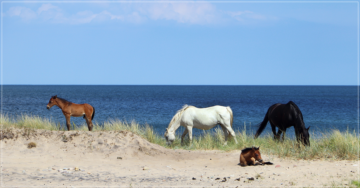 meine Lieblingspferde Foto & Bild | world, natur, pferde Bilder auf