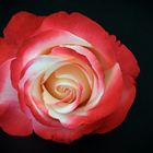 meine Lieblingsrose