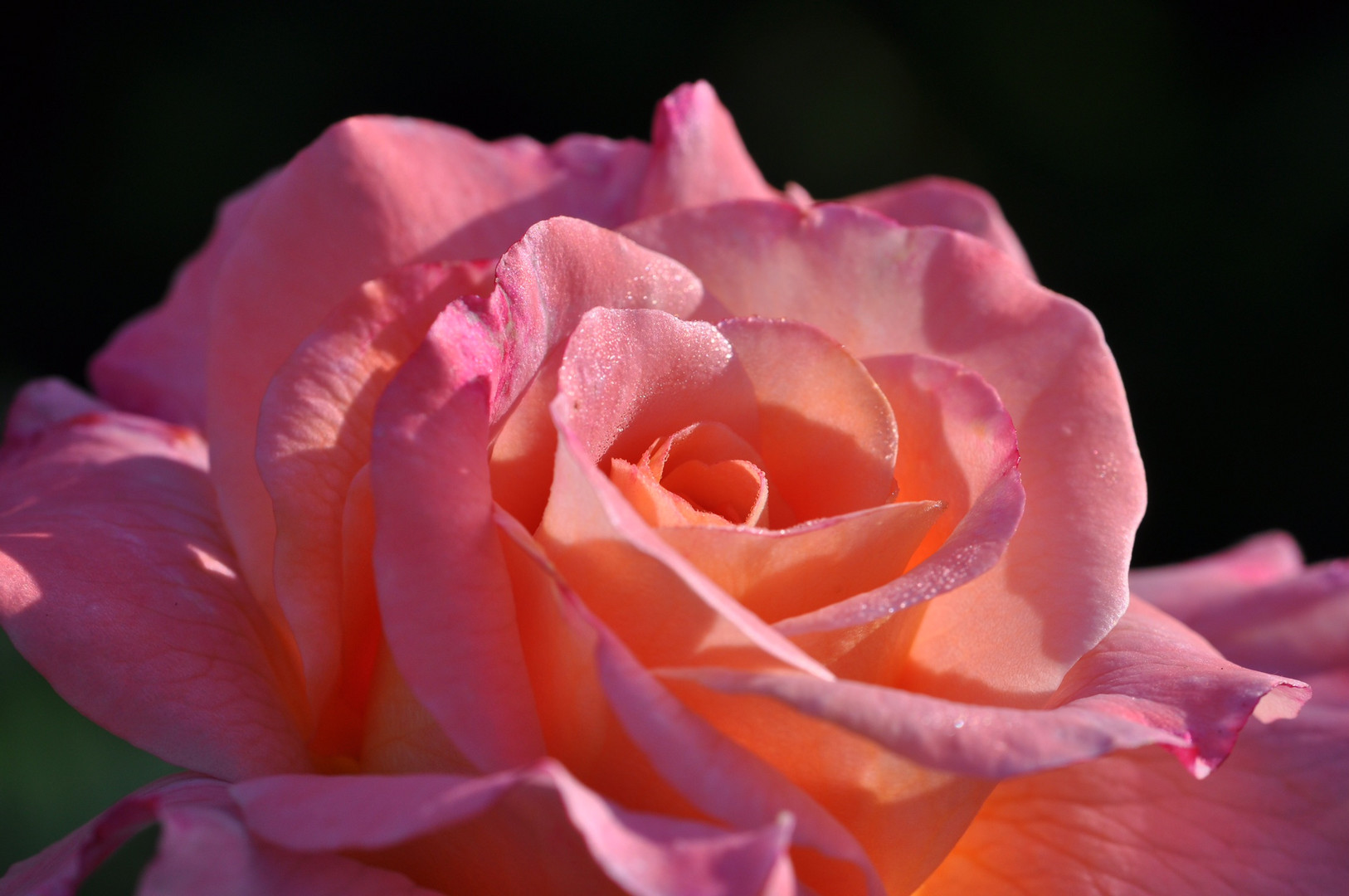 Meine Lieblingsrose — Eine Blüte vom Sommer…