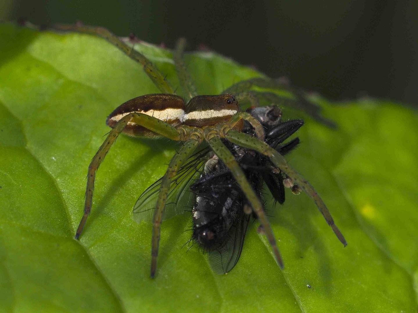 MEINE LIEBLINGSSPINNE (Dolomedes fimbriatus)