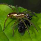 MEINE LIEBLINGSSPINNE (Dolomedes fimbriatus)