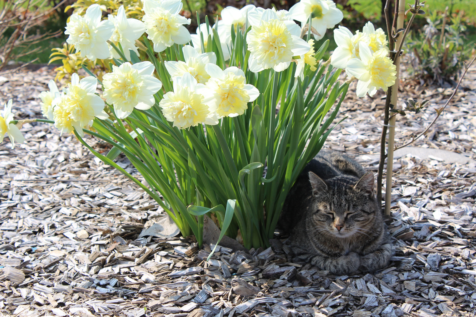 Meine Liebnigsblumen