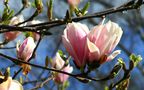 'meine liebste' Magnolien-Blüte von Volker a.H.