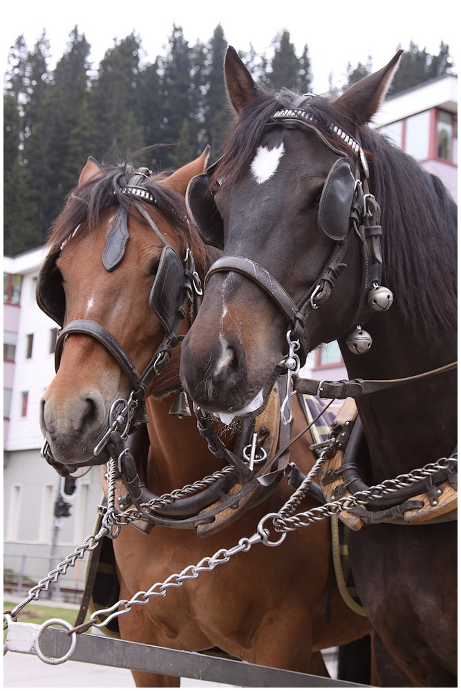 Meine liebsten in Arosa