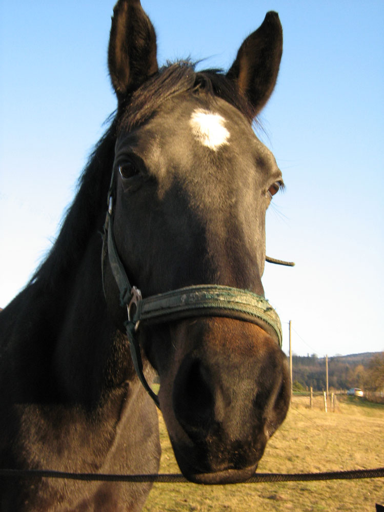 Meine liebsten Tiere ....