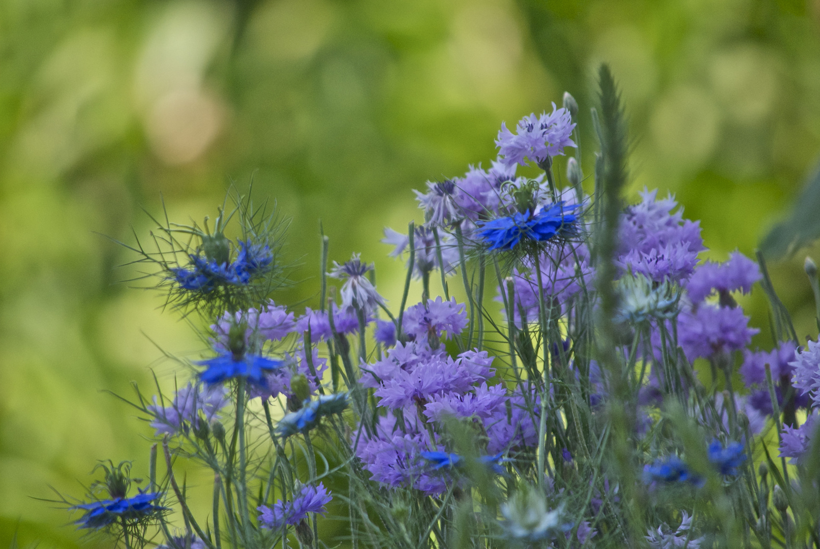 meine lila Kornblumen