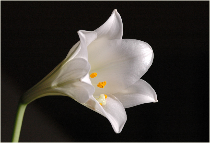 meine Lilien-Blüte läutet das Neue Jahr ein....