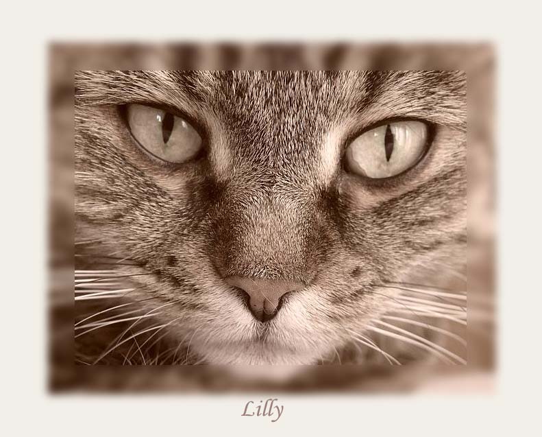 meine Lilly