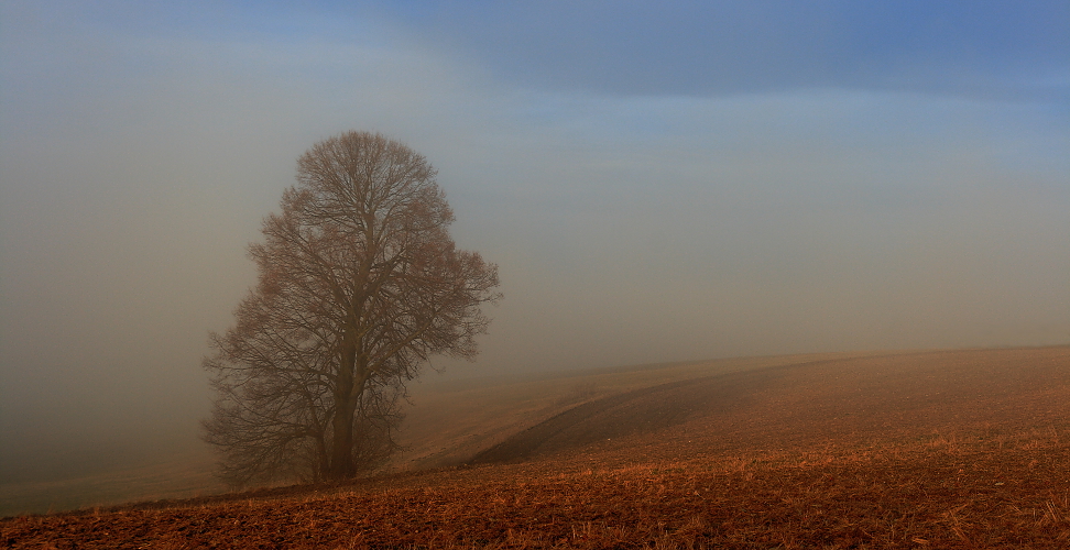 Meine Linde Foto Bild Pflanzen Pilze Flechten Baume Einzelbaume Bilder Auf Fotocommunity