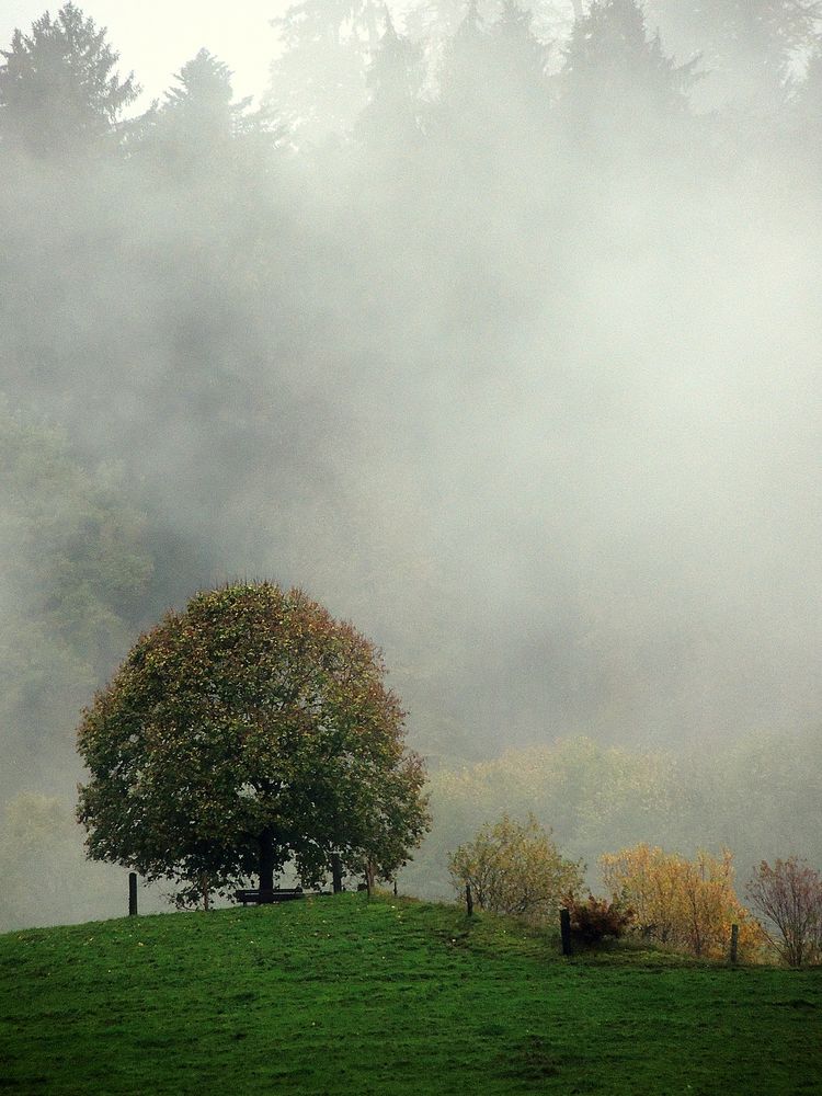 Meine Linde Und Der Spate Herbst Foto Bild Pflanzen Pilze Flechten Baume Laubbaume Bilder Auf Fotocommunity