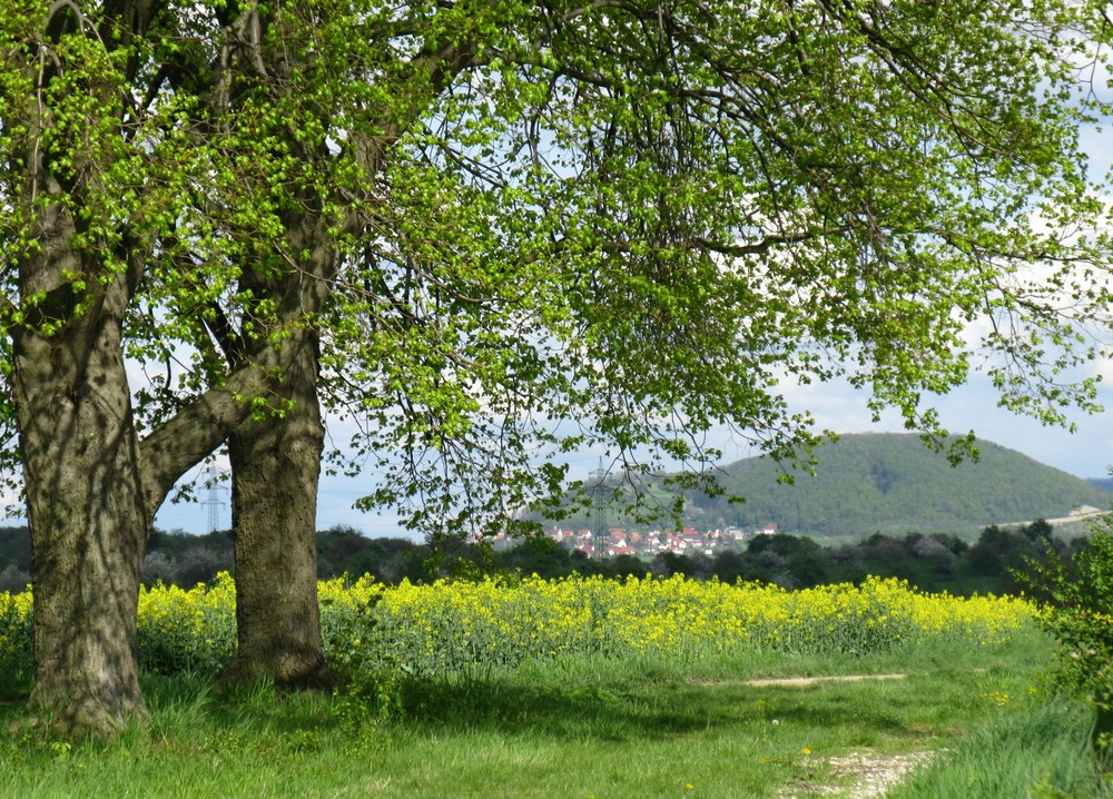 Meine Linden werden grün