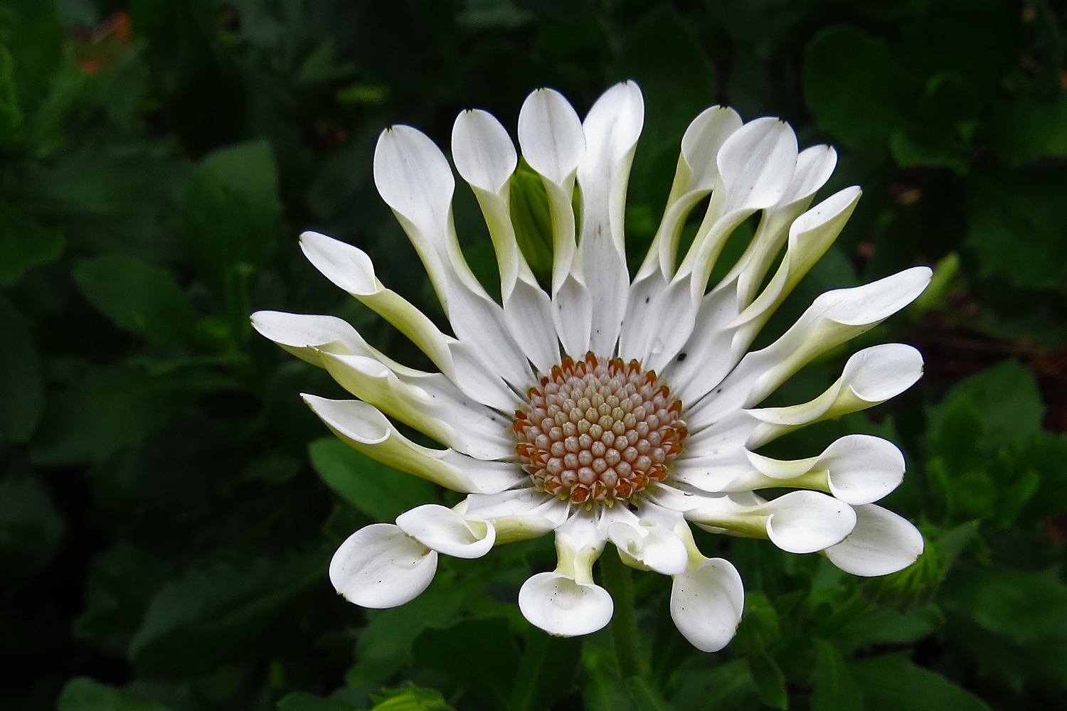 Meine Löffelblume