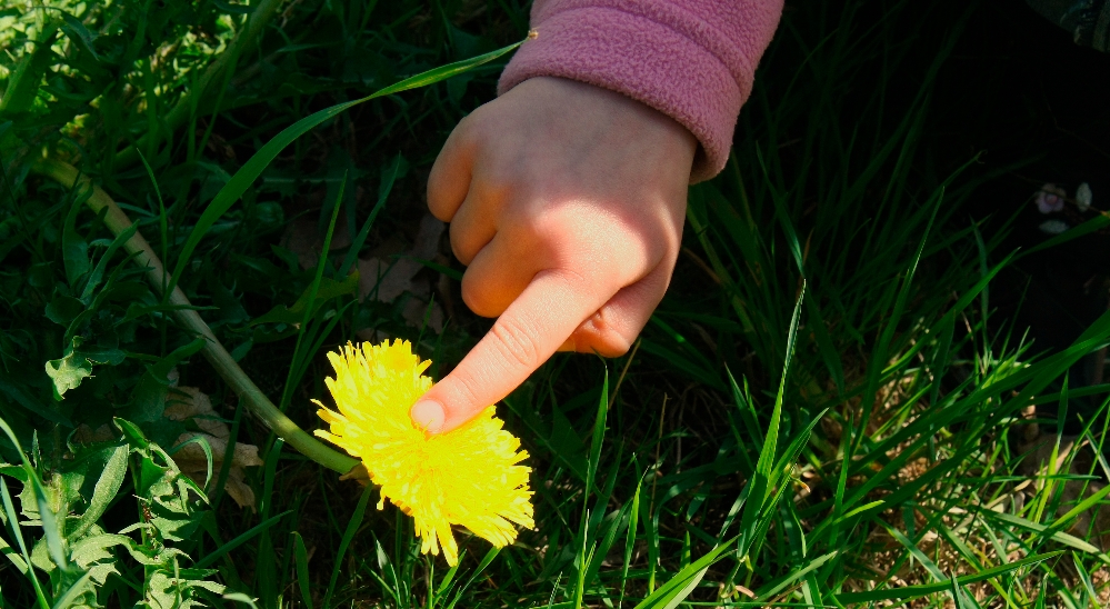 meine Löwenzahnblüte