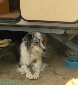 meine Lynny aauf dem Campingplatz;-)