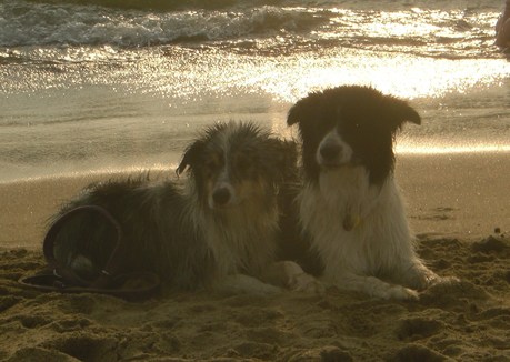 Meine Mädels am Meer in der Abenddämmerung