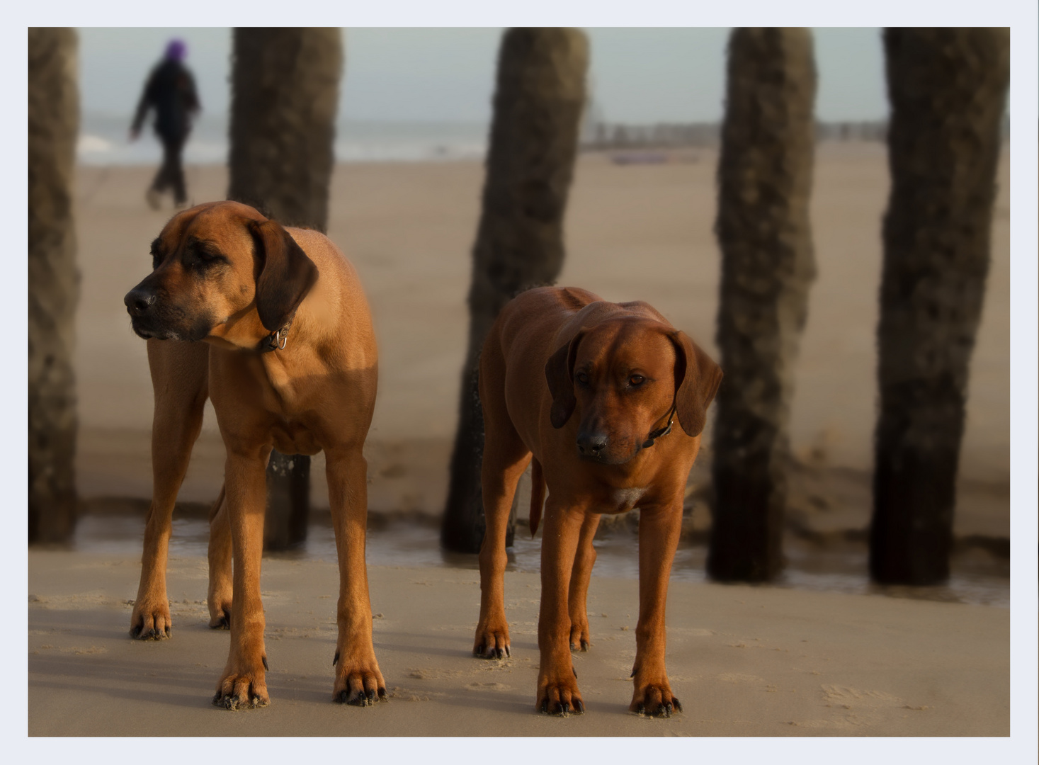 Meine Mädels am Strand