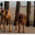 Meine Mädels am Strand