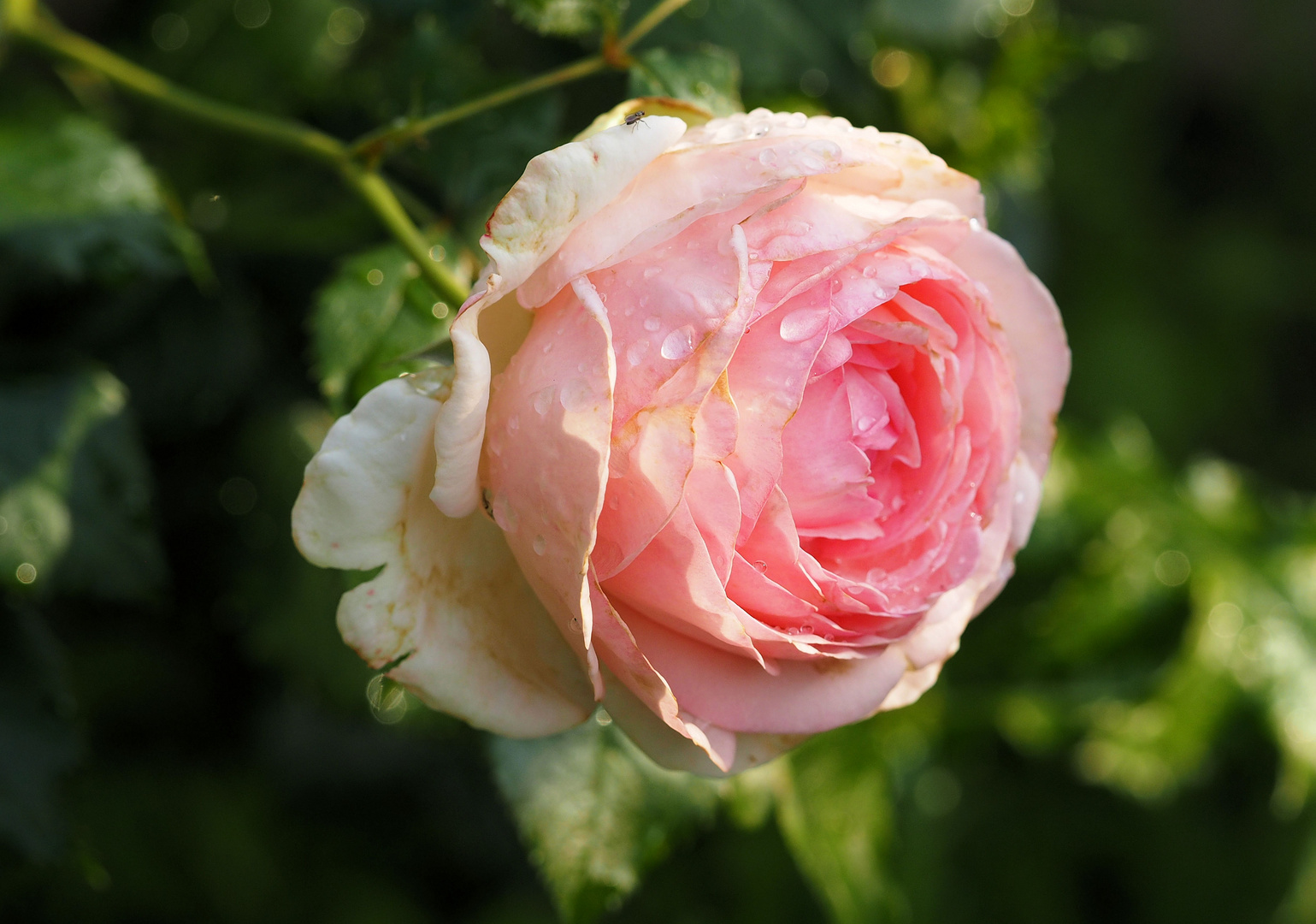 Meine Märchenrose nach dem Regen ...