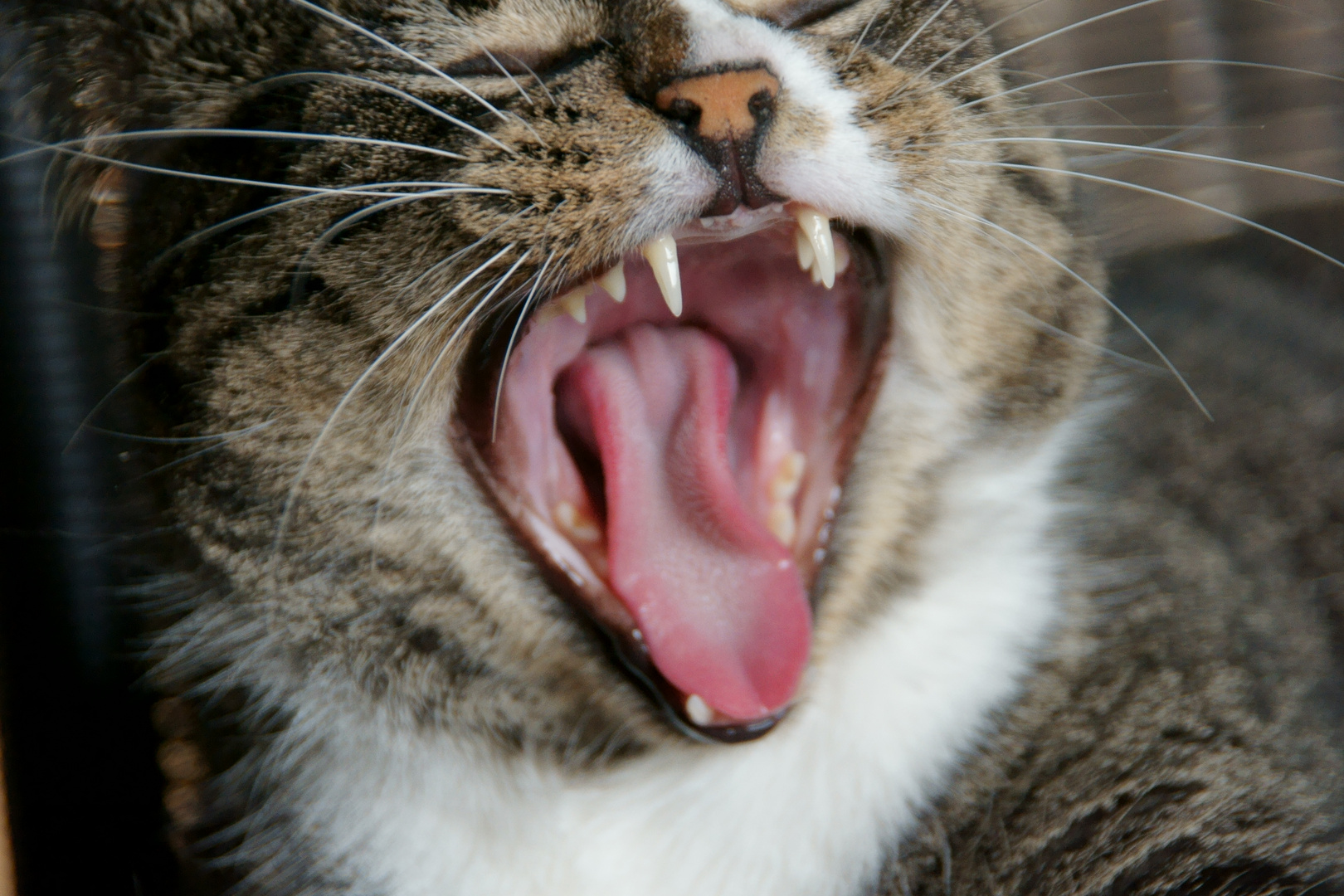 "Meine Mäuse zur Bank bringen .... Ich lach' mich kaputt!!!"