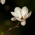 meine Magnolie