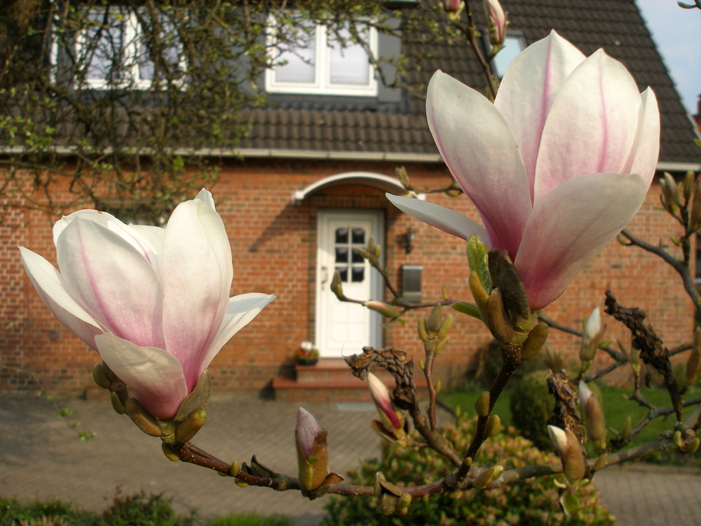 Meine Magnolie steht in voller Blüte ...