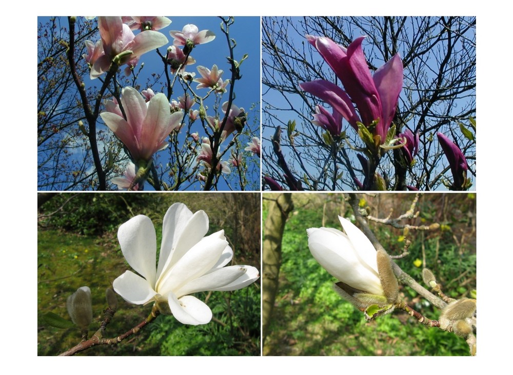 Meine Magnolien