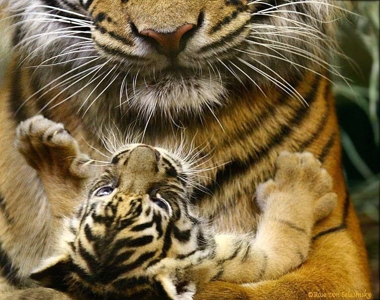 "Meine Mama hab ich lieb"