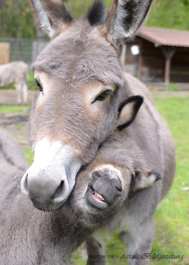 "Meine Mamiiiiiii"