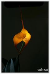 Meine Masdevallia