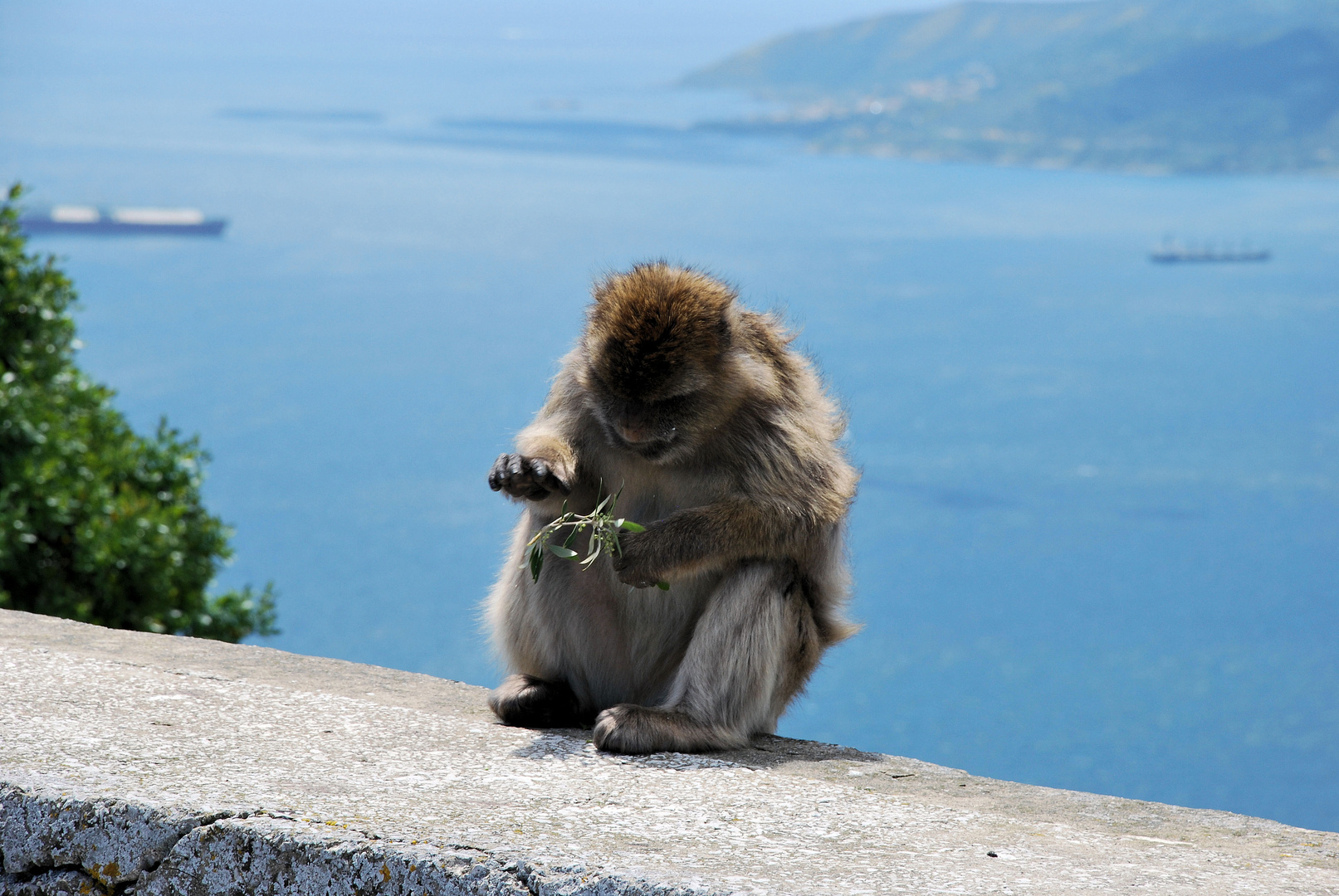 Meine Mauer, Mein Zweig, Mein Felsen ................