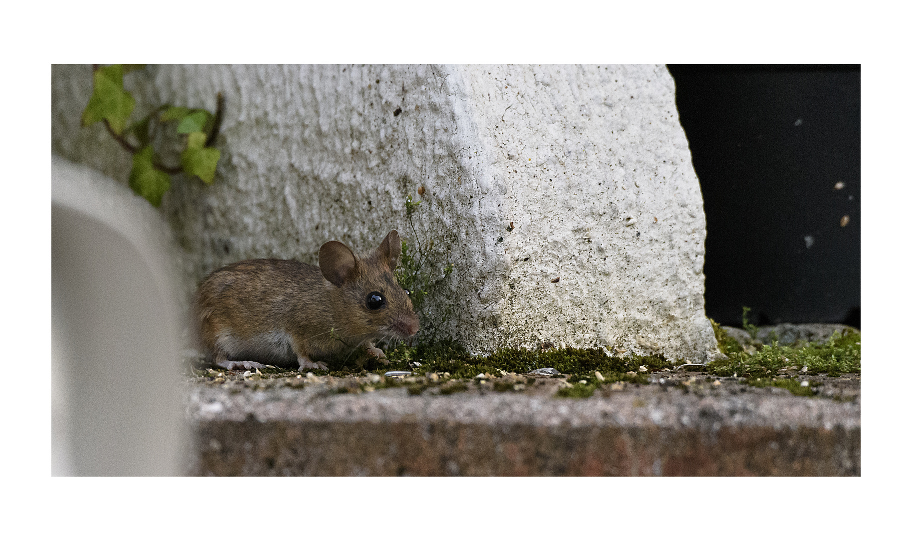 Meine Maus....