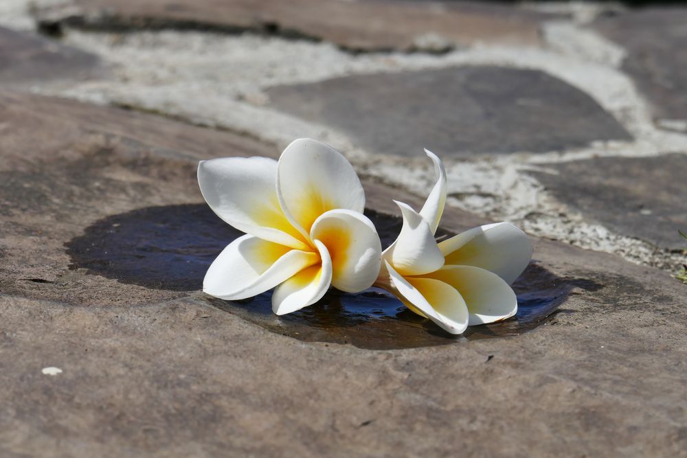 ...meine meditativen Frangipani am Pool...