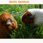 Meine Meerlis