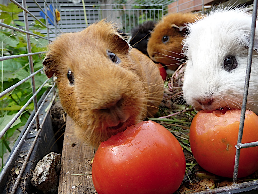 Meine Meerschweinchen